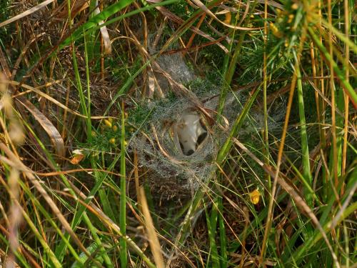 Agelena labyrinthica